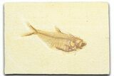 Detailed Fossil Fish (Diplomystus) - Wyoming #360733-1